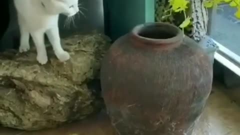 White cat trying to find what inside the bowl