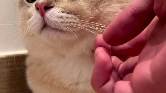 Cute cat cat lover