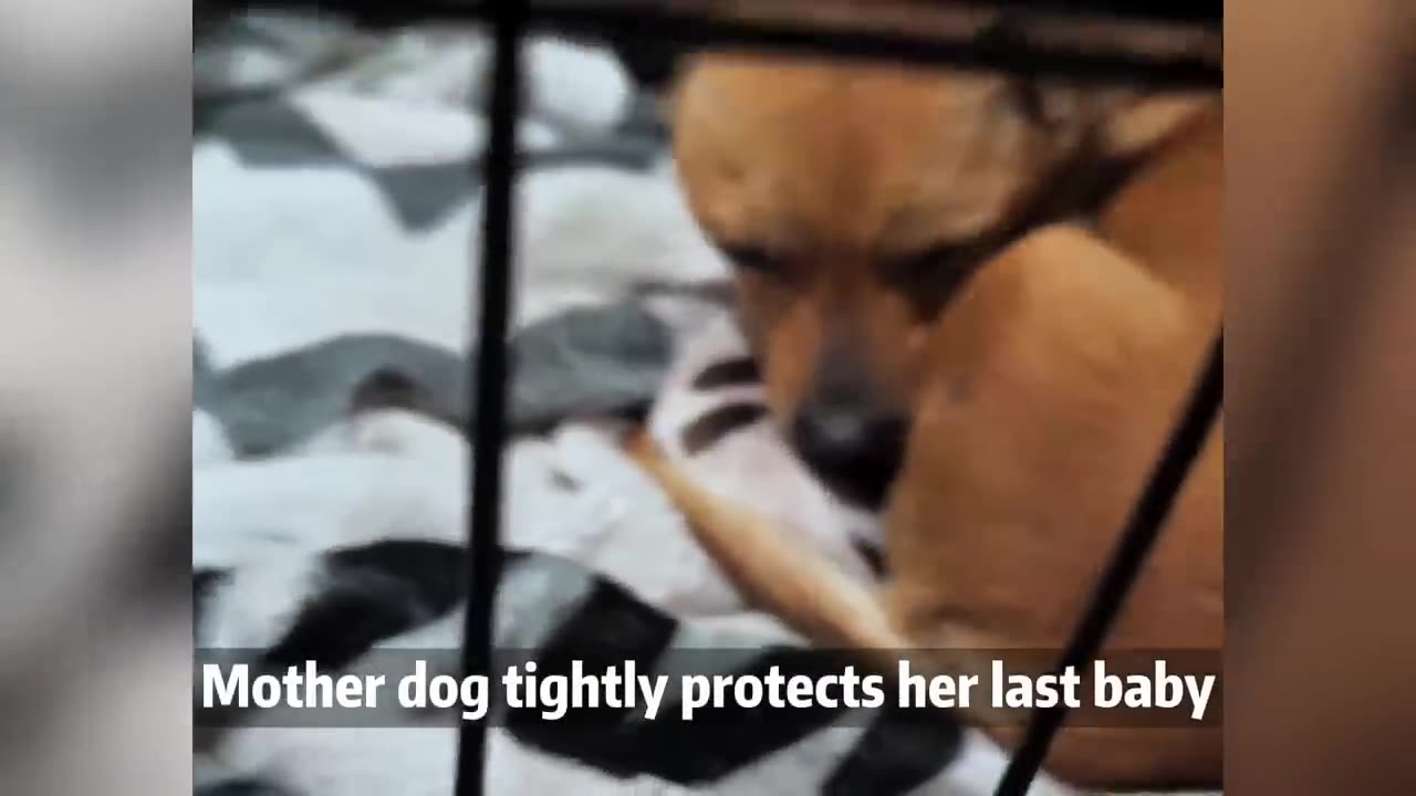 She cried desperately in the heavy snow/ holding her newborn baby with nowhere to settle