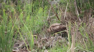 Hawk Eats a Rail