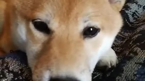 The puppy is cute