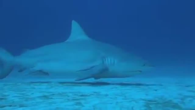 Bull Shark Diving Mexico | Godivemexico.com