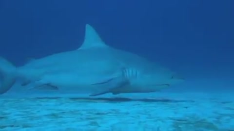 Bull Shark Diving Mexico | Godivemexico.com