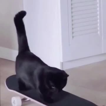 Cute Happy Pets😺🐶