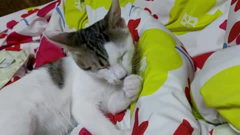 Have you ever seen a Korean stray cat? My stray cat is grooming.