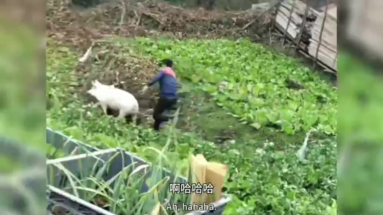 The scene of catching pig names in rural