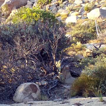 Ultimate Wild Animals Collection in 8K ULTRA HD / 8K TV