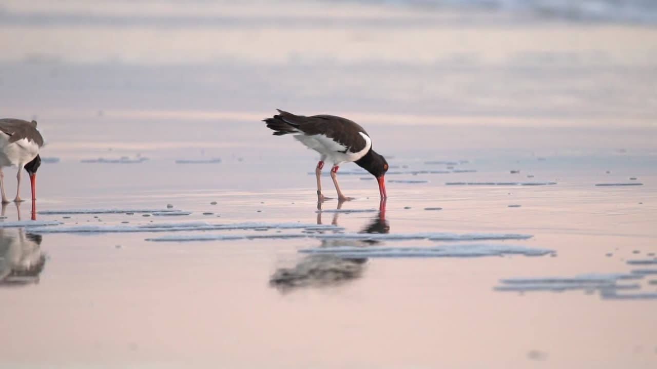 Oystercatcher on the Beach