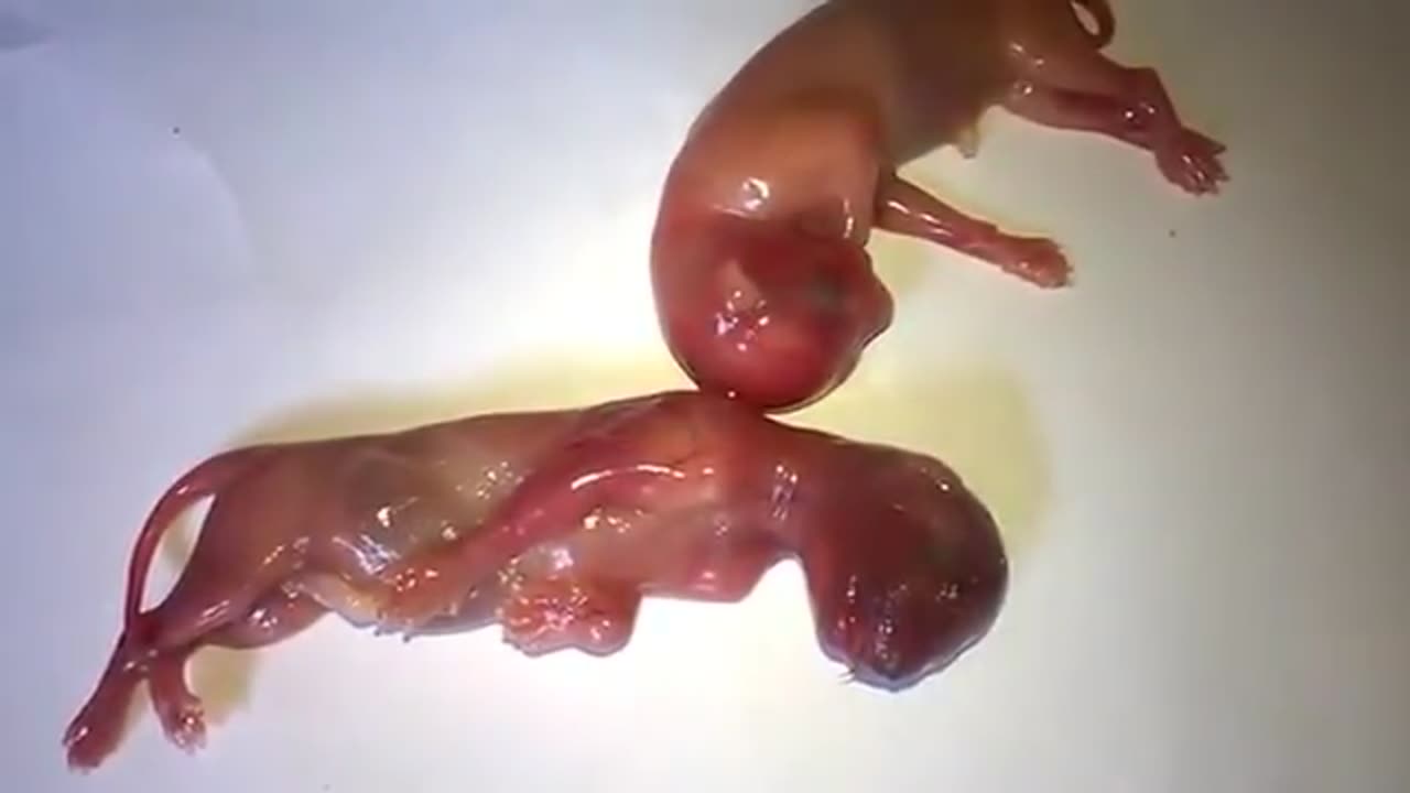 kittens born prematurely