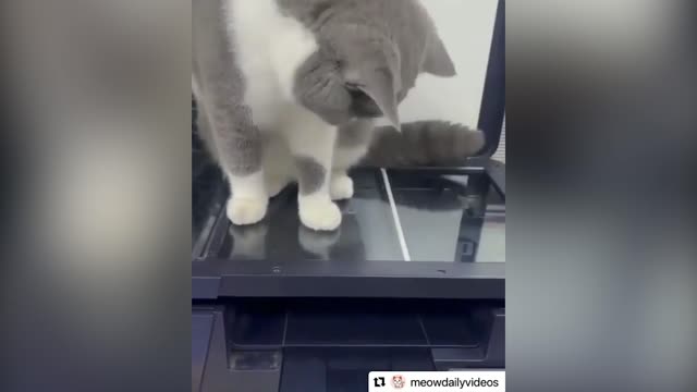 Scanning for cuteness 😂FUNNY CAT VIDEO