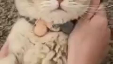 Funny cats calling😂🐈🐈