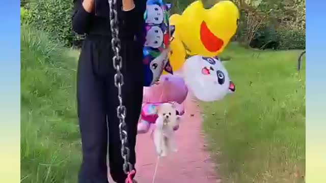 Funny and Cute Dog Video Compilation)))