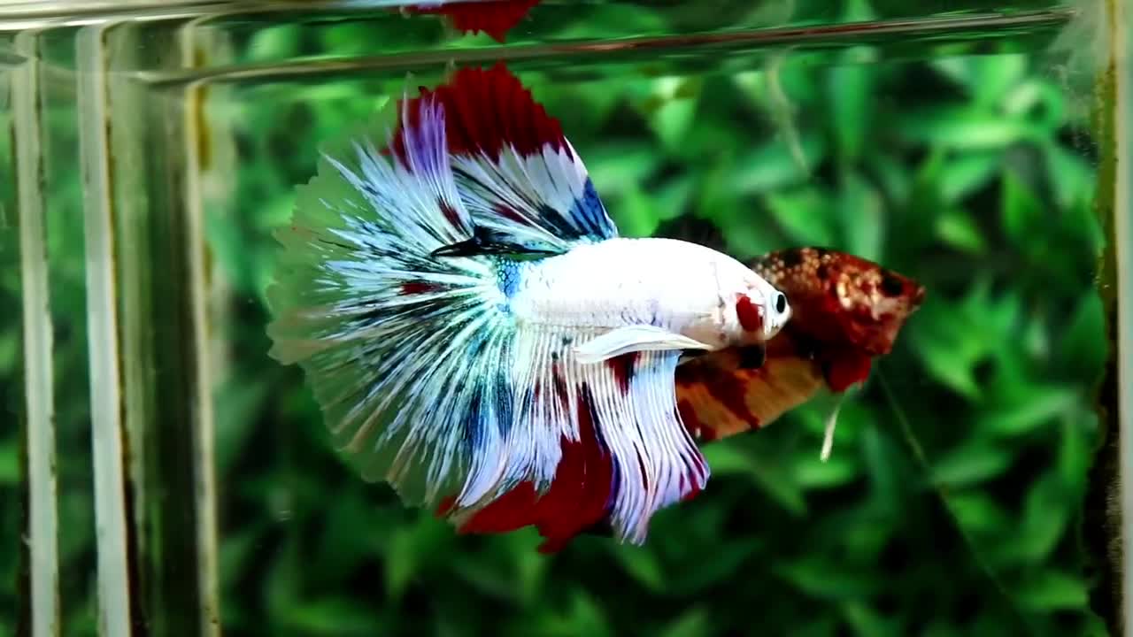 Male OHM Fancy koi