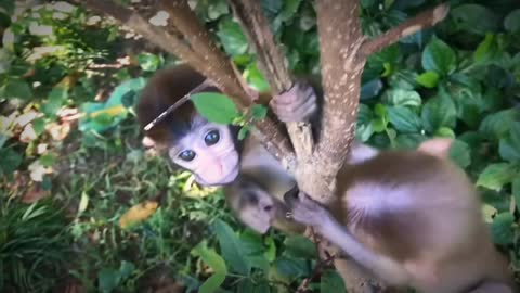 Two monkeys playing in the Garden