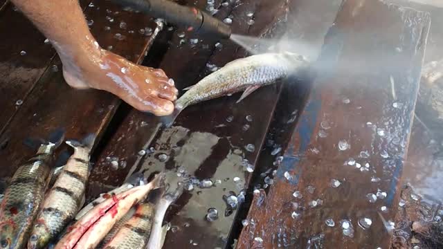 Pressure Cleaning Fish Scales