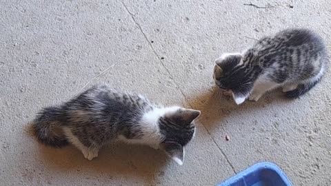 Little Kittens eat Meat 🥰 These kittens are beautiful.