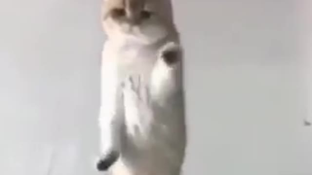 Dancing Funny Cat