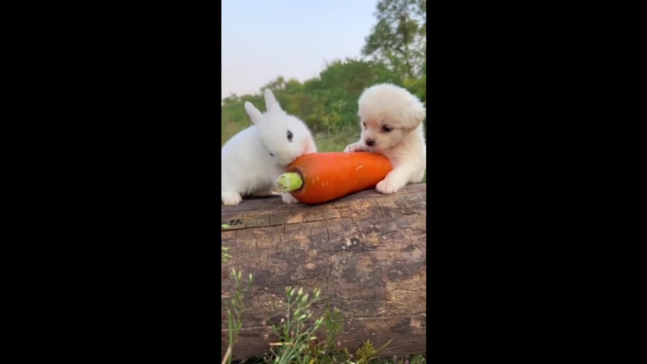 The dog and the little bunny are snuggling.