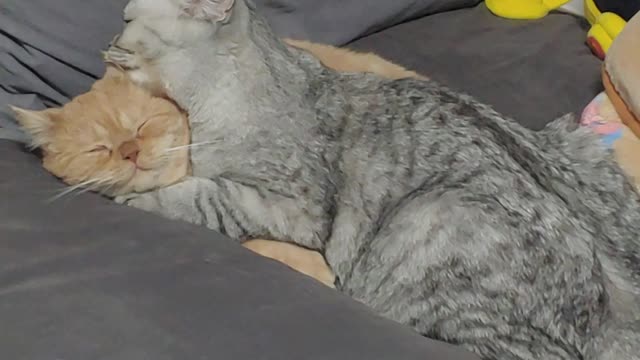 Sleeping friend, cat cleaning ears