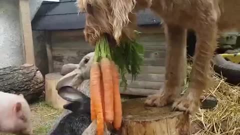 This dog decided to feed his rabbit friends and even a little pig appeared 😍