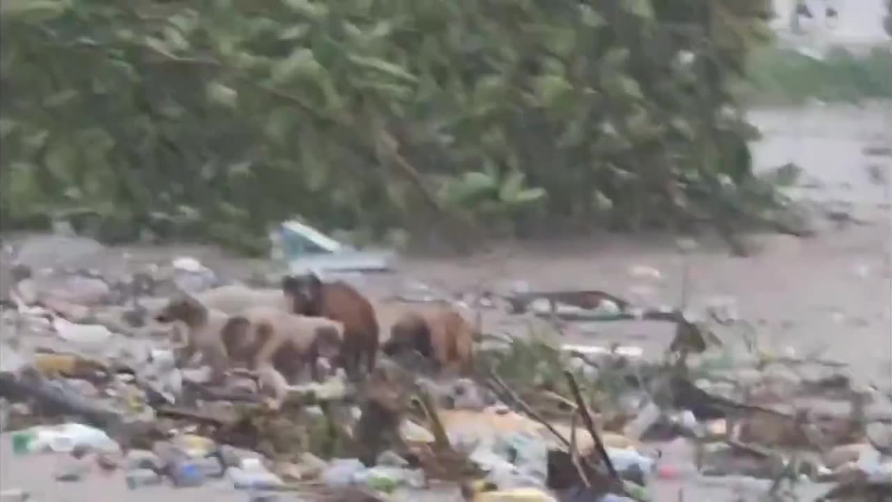 Hurricane Beryl in #Jamaica