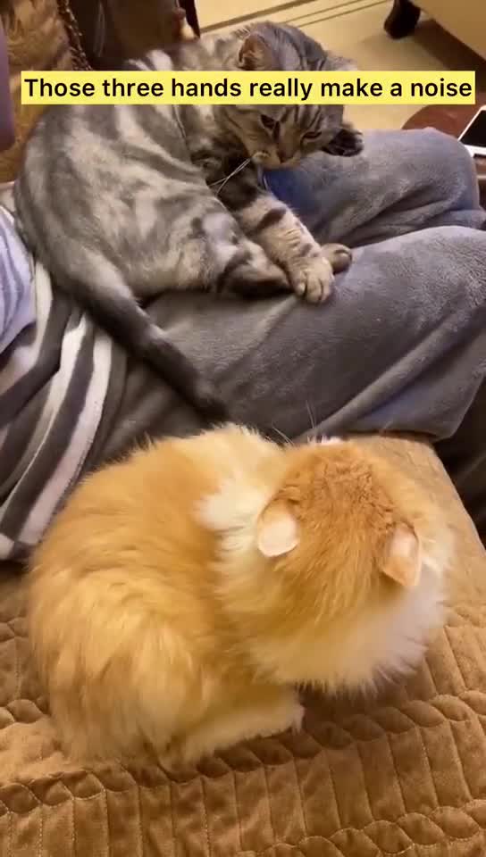 Cats Funny Videos 🎁