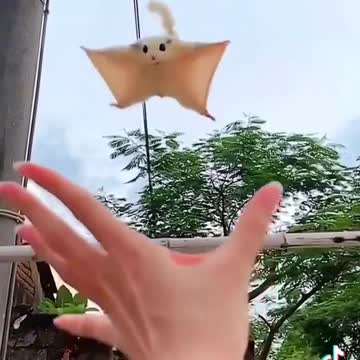 Need sugar glider hugs immediately