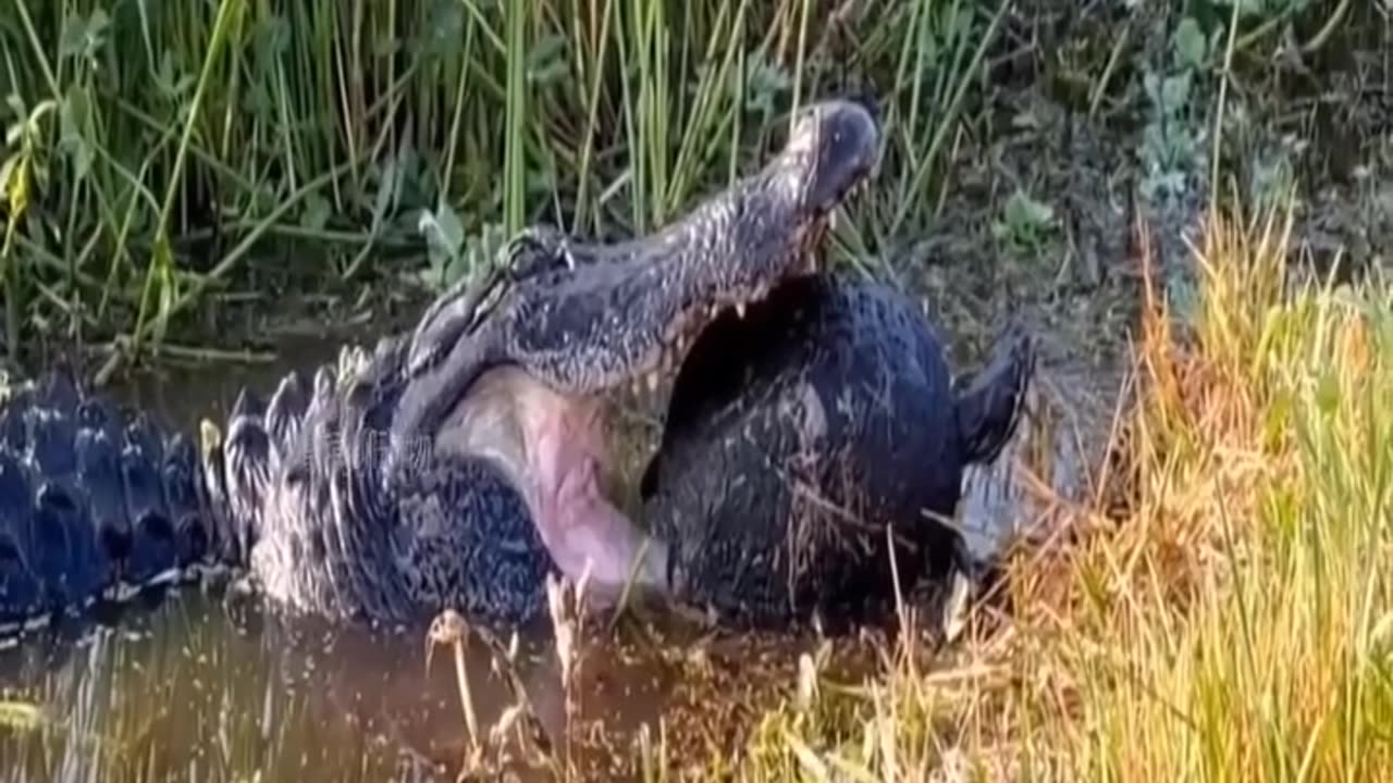 "Clash of Nature: Turtle vs. Crocodile Showdown!"