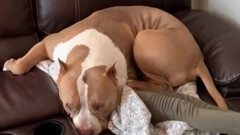 Dog says I haven't seen her😂😂 📸: grandtetonbullies via TikTok