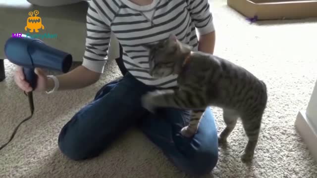 smart cat knows what to do!!