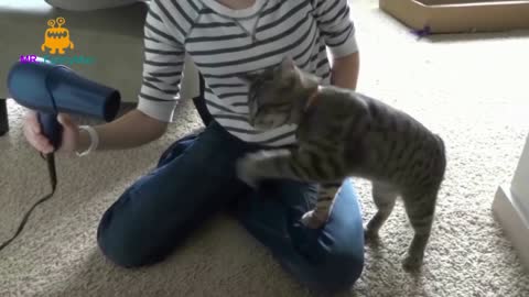 smart cat knows what to do!!
