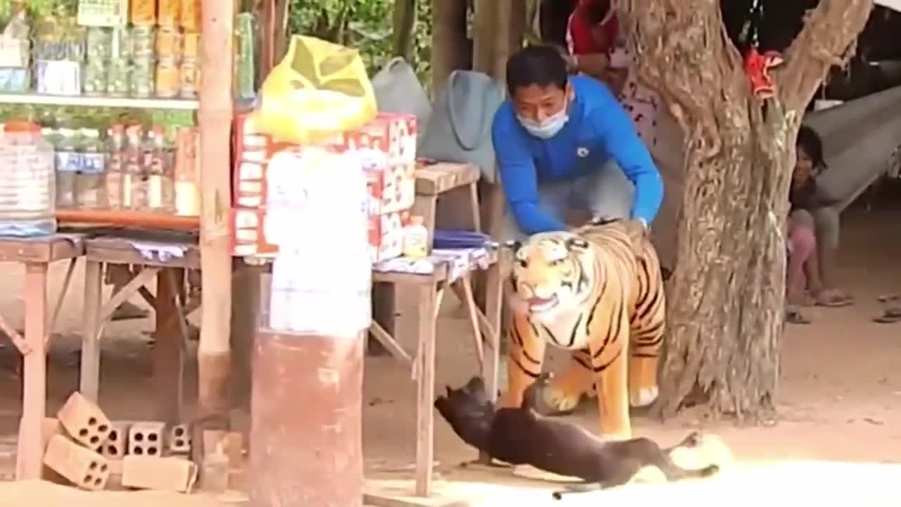 huge box prank to dog 2021 | fake lion and fake tiger prank to dog | puppy funny | P55