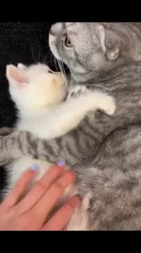 Cute & Baby kitten Funny Video 2021