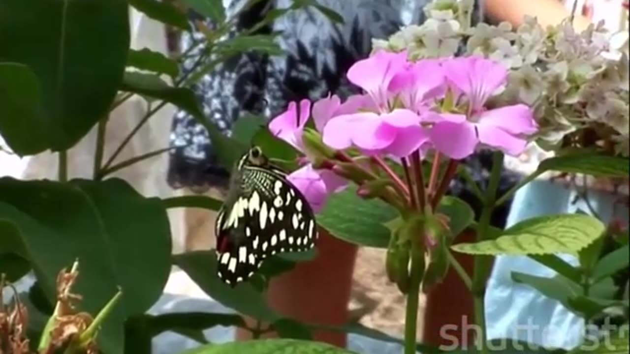 The Enchanting World of Butterflies- A Journey into Vibrant Colors and Patterns