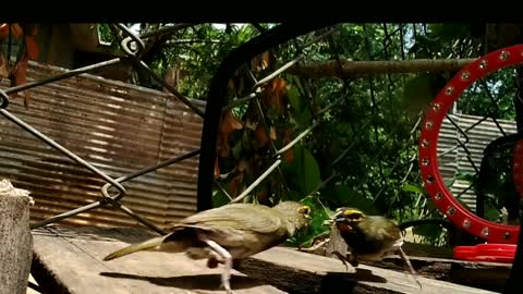 Yellow-faced Grassquit, playing with her reflection in the mirror.