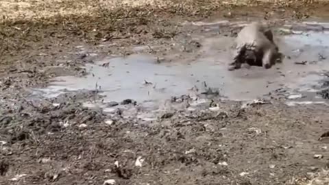 Dogs Having A Hay Day