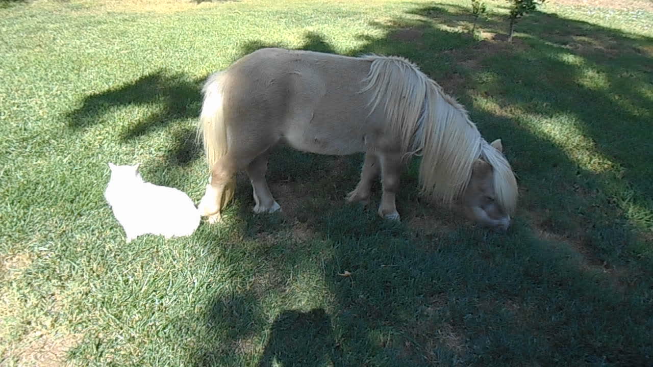 Cat catches ride on pony