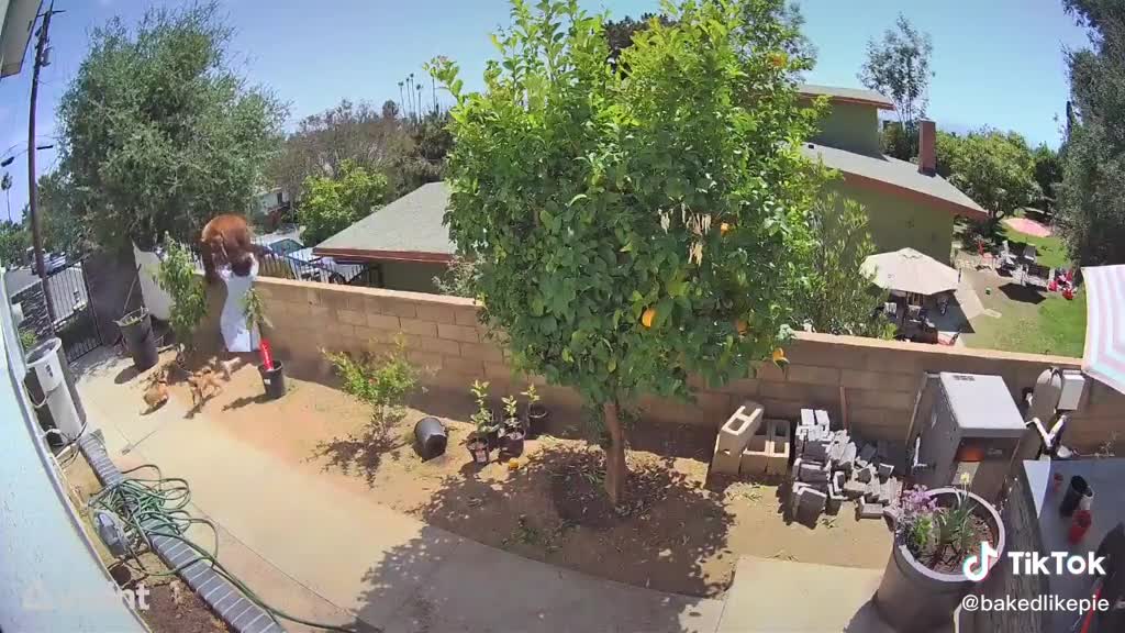 a bear off her fence and saved her dogs.