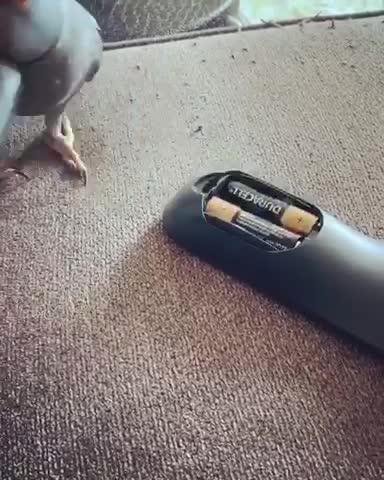 Smart parrot knows how to remove the remote battery case