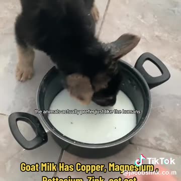 Goat Milk Heals!