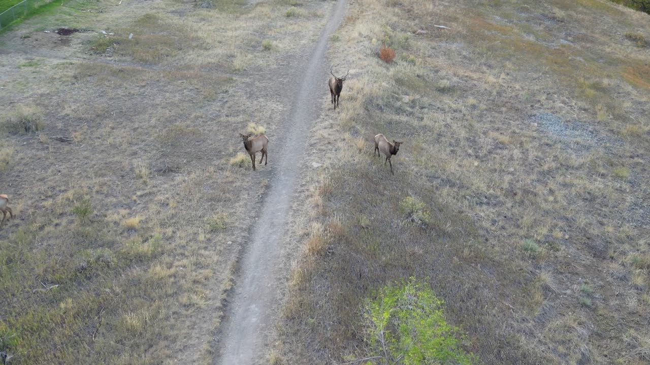 October Elk Out My Back Yard