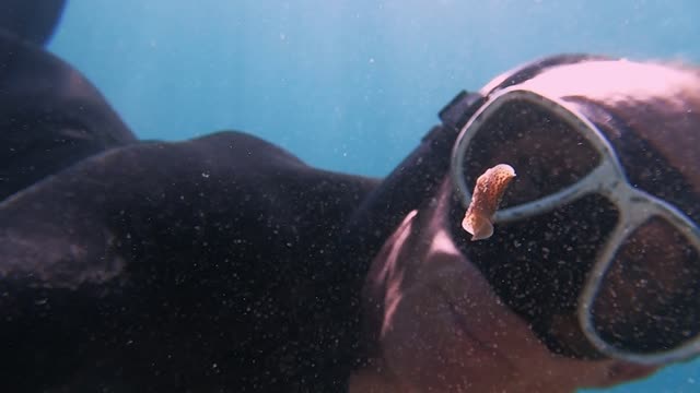 Aquatic Animal Dances in Front of Diver