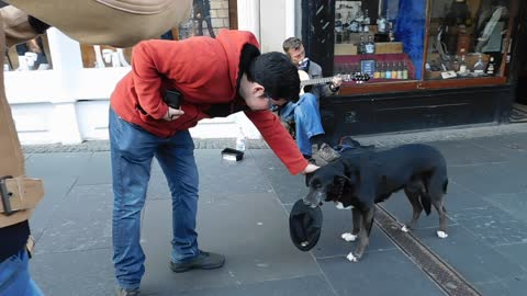 Street Busking Musician with Dog Holding Hat for Money (2015)