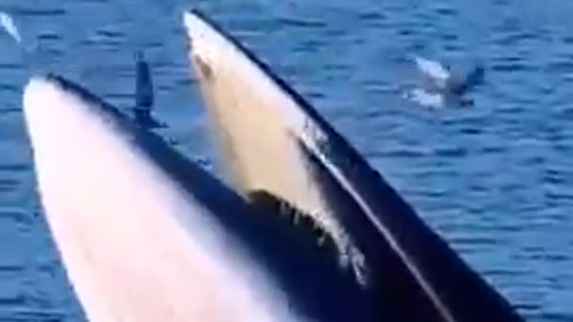 Terrible whale sound