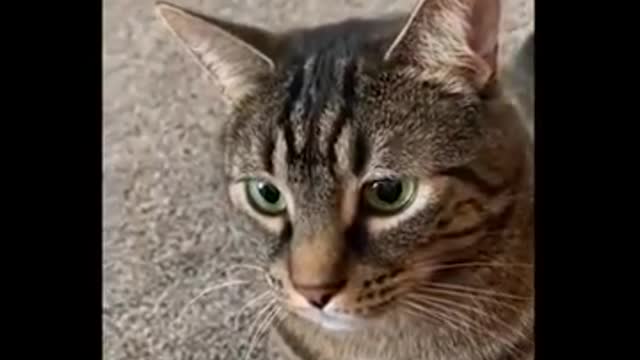 The Funniest Animal Videos You Can't Help But Laugh At ππΆπ±| Fun Animal's Life Clips | Funny Paw