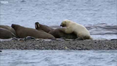 Polar Bear vs Walrus | Planet Earth |