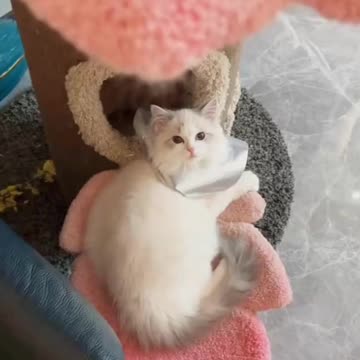 Fanny Cat Video and Kittecat Cat Video