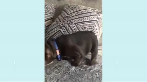 Funny 😄 dog🐕 video