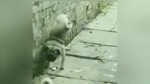 try no laughs