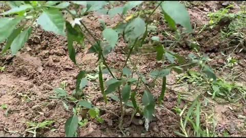 Own vegetable garden